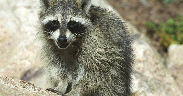Absecon raccoon is county's first rabies case of 2025