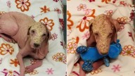 Utah Dog Rescued From Salt Flats Reunites With Her Hero In A Tearful Moment