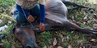 Denuncian maltrato animal bajo custodia de contratistas de la SAE: “No es justo que estas criaturas sufran por mera negligencia”