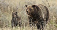 Living with grizzlies: Slew of funding awarded as Montana pushes delisting, bear awareness