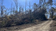 Helene created forest gaps that may have fueled North Carolina wildfires