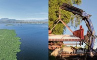 Agilizarán retiro de lirio en laguna de Zumpango