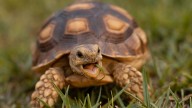 Los científicos avisan: el descubrimiento de una tortuga prehistórica en Siria podría tener implicaciones que aún no comprendemos