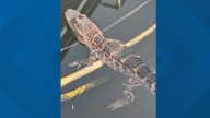 Small alligator captured in DC Wharf neighborhood