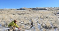 As Wyoming sage grouse near their cyclic high, northeastern population tumbles