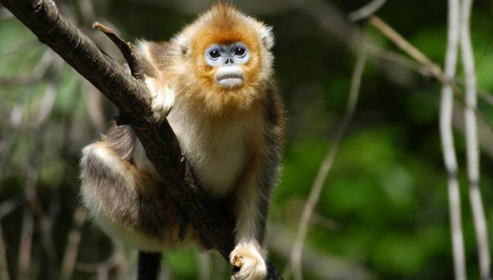 Rarest Monkeys Now Number Close to 2,000 Thanks to One Man’s Jane Goodall