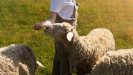 La viruela en ovejas y cabras está provocando nuevos aumentos de precios en la carne