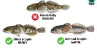 DNR steps up response to round goby in the Winnebago System
