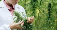 Hemp-derived substances have never been legal in MD, Appellate Court rules