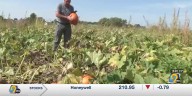 Weather creates challenges for pumpkin farmers