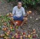 Israel: Los productores de mango dejan que la fruta se pudra mientras colapsan las exportaciones
