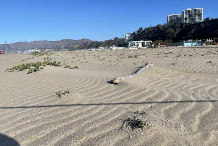 38.5-Acre Dune Restoration Proposed for Santa Monica to Boost Coastal Resilience