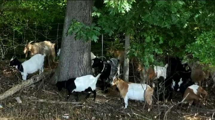 Goats graze on poison ivy to keep students safe in Methuen