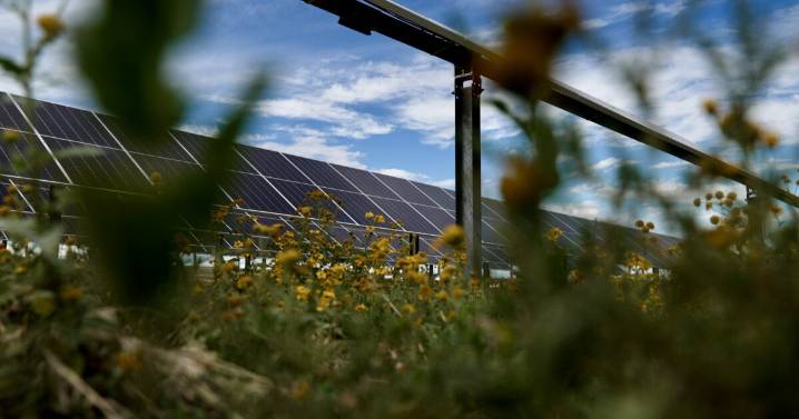 Pivot Energy provides a home to pollinators on its Aurora solar garden