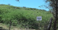 DRNA advierte que el proyecto Esencia impactará hábitats críticos y especies en peligro en Puerto Rico