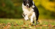 UK dog owners warned of 'poisoning' danger to their pets during autumn