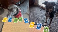 New York Girl's Unbelievable Video Of Dogs Playing Uno Takes Social Media By Storm