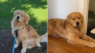 California Dog Found Treasure In A Tree, Now Every Walk Includes A Mandatory Stop To Check On It