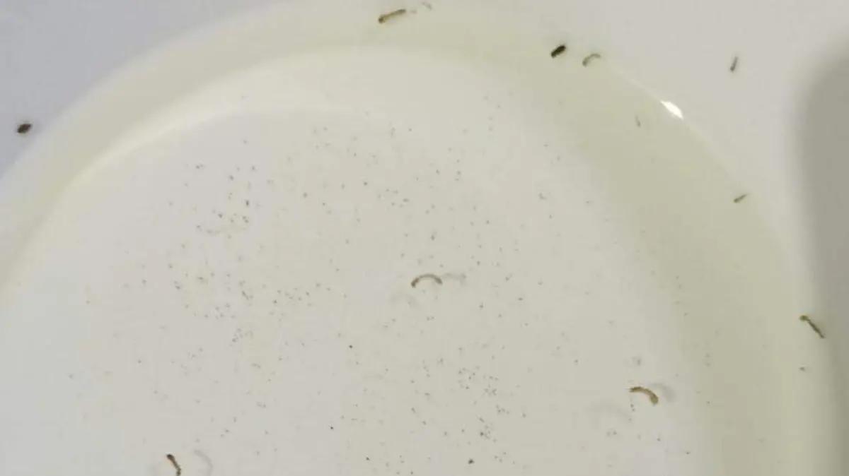 Colonos acusan que llevan una semana recibiendo agua sucia en sus casas