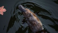 Platypus: The Most Venomous Mammal On Earth Has An Extremely Painful Sting
