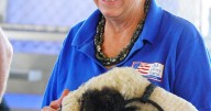 Sheep showing is a family affair for Wayland exhibitors