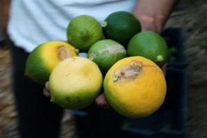 Frost, hail, heat sour season for Turkey’s lemon growers