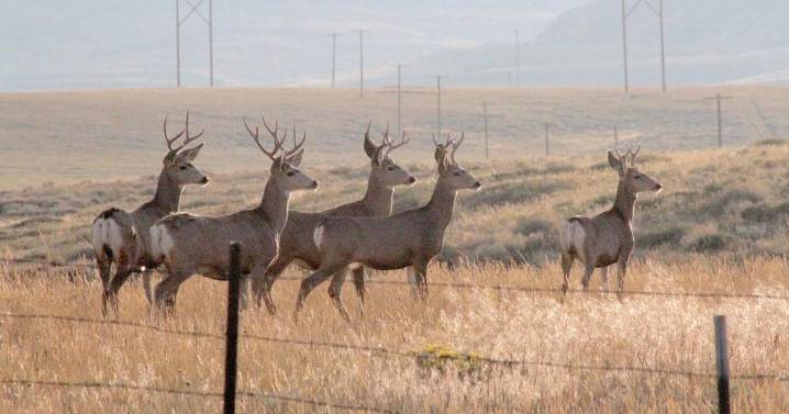 Mule deer could lose half their northeast Wyoming habitat to cheatgrass without help, study says