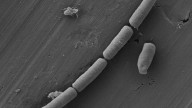 Scientists Infuse Cement With Bacteria to Create Living Energy Device