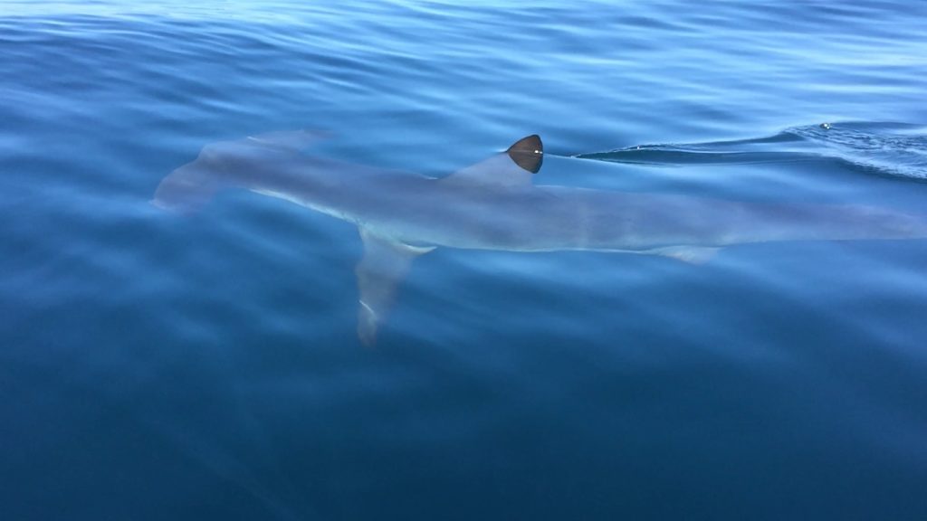 Man Bitten by Shark During Swim Competition Near Catalina Island