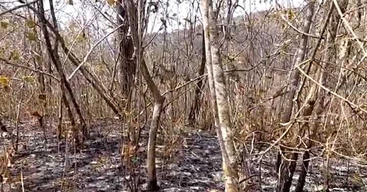 Incendio forestal en Tumbes arrasa con cinco hectáreas y Sernanp alerta falta de personal especializado