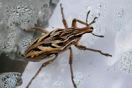 Deadly ‘Kissing Bug’ Disease Chagas Has Spread in the U.S.