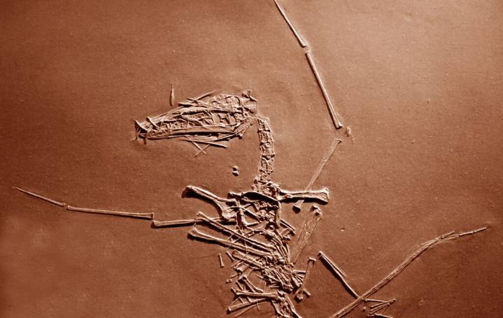 150 million-year-old pterosaur cold case has finally been solved
