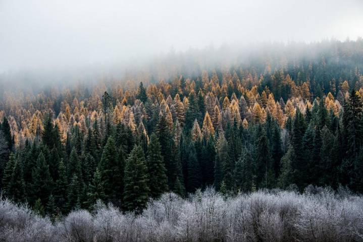 Backlash grows over proposal to cut protection for 2M acres in WA