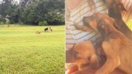 Louisiana Woman Shocked When Puppies Kept Appearing At Her House One By One