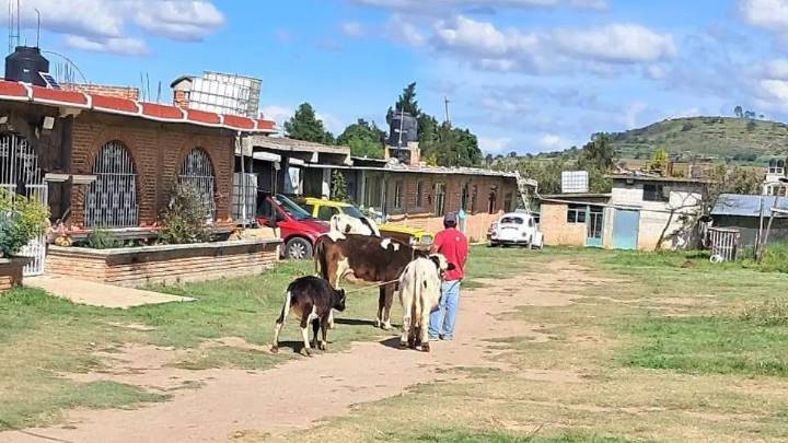 Robo de ganado golpea a familia lechera en Calpulalpan