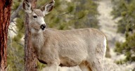 Dead deer cleanup on Michigan freeways: Who's responsible?
