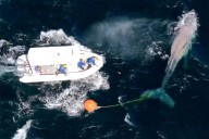 Animal Rescuers Free a Whale Tangled in Fishing Line Amid 45 MPH Winds