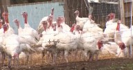 Utahn poultry businesses concerned by fourth year of avian influenza outbreak