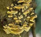 Staten Island’s wild mushroom season rages this fall