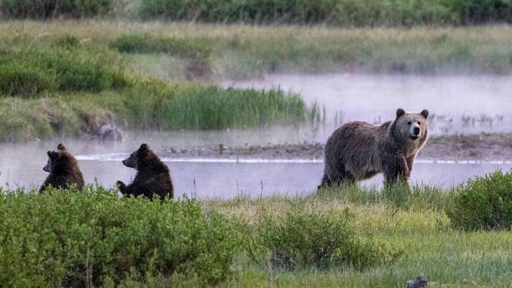 Man Attacked By Bear At Yellowstone