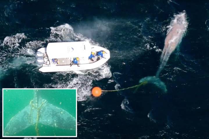 Humpback whale freed from tangled fishing line in 'challenging operation'