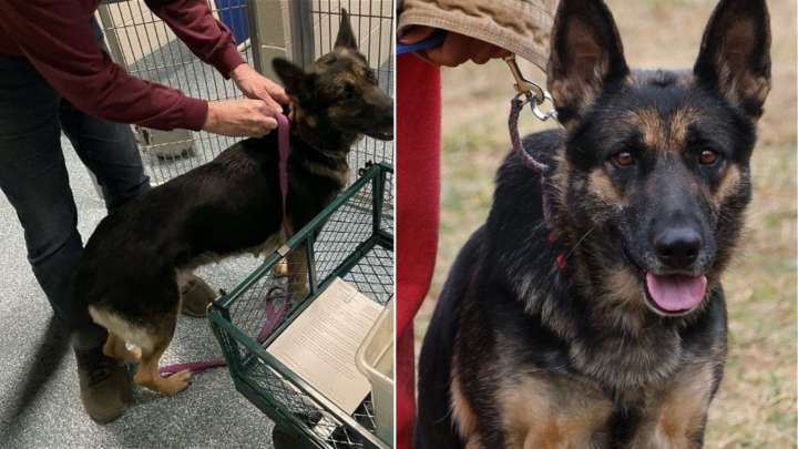 Maryland Dog Gives Birth Days After Being Abandoned, Then Watches Her Puppies Leave Without Her