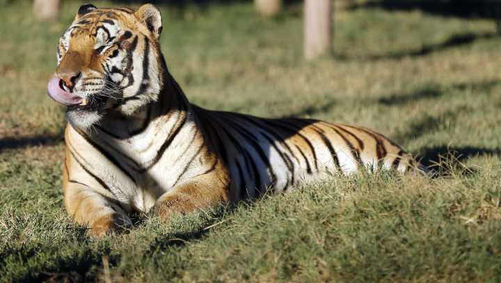 Joe Exotic associate dies after tiger 'accident' in SE Oklahoma