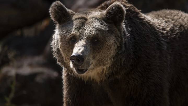 El divertido concurso al "oso más gordo" en una reserva de Alaska: "Son exitosos"
