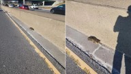 New York Man Spots Something Trembling On The Highway, What He Found Left Him Stunned