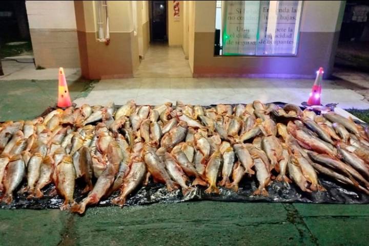 Interceptaron transporte ilegal con 1.000 kilos de dorados sobre Ruta 14