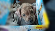 Oregon Dog Found Wrapped In A Blanket Beside Busy Road Begins Her Healing Journey