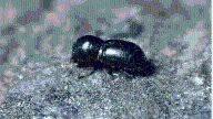 Invasive, tree-killing beetle found in Santa Cruz neighborhood