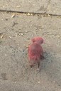 Animal control investigating painted squirrels in East Hartford
