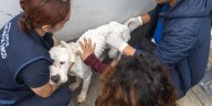Rescatan a perrita maltrada y en estado crítico de desnutrición